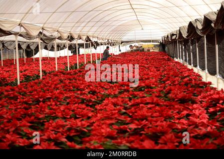 Nicht exklusiv: 7. Dezember 2022, Mexiko-Stadt, Mexiko: Ein Blumenzüchter aus dem Gewächshaus „Vivero Nochebuena“ beherbergt Poinsettias, die zum Verkauf angeboten werden Stockfoto