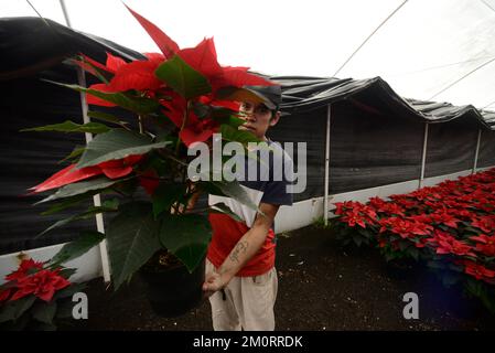 Nicht exklusiv: 7. Dezember 2022, Mexiko-Stadt, Mexiko: Ein Blumenzüchter aus dem Gewächshaus „Vivero Nochebuena“ beherbergt Poinsettias, die zum Verkauf angeboten werden Stockfoto