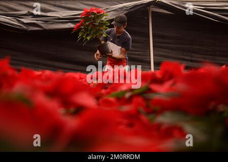 Nicht exklusiv: 7. Dezember 2022, Mexiko-Stadt, Mexiko: Ein Blumenzüchter aus dem Gewächshaus „Vivero Nochebuena“ beherbergt Poinsettias, die zum Verkauf angeboten werden Stockfoto