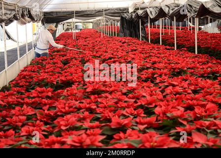 Nicht exklusiv: 7. Dezember 2022, Mexiko-Stadt, Mexiko: Ein Blumenzüchter aus dem Gewächshaus „Vivero Nochebuena“ beherbergt Poinsettias, die zum Verkauf angeboten werden Stockfoto