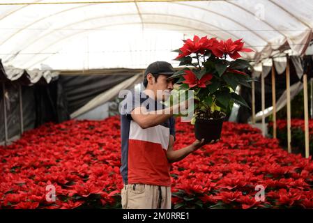 Nicht exklusiv: 7. Dezember 2022, Mexiko-Stadt, Mexiko: Ein Blumenzüchter aus dem Gewächshaus „Vivero Nochebuena“ beherbergt Poinsettias, die zum Verkauf angeboten werden Stockfoto