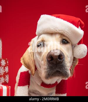 Porträt eines gelben labrador Retriever in einem weihnachtsmannmütze Stockfoto