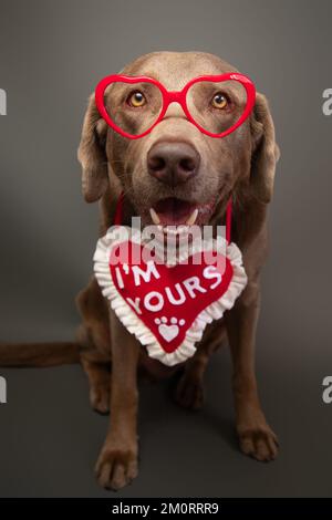 Porträt eines silbernen labrador-Retriever, der eine herzförmige Brille und eine herzförmige Halskette trägt, mit den Worten, ich gehöre dir Stockfoto