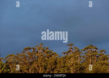 Grüne Baumkronen von überfluteten Kaugummi-Bäumen, Eukalyptus grandis, erleuchtet von der untergehenden Sonne unter einem dunkelblauen Himmel. Regenwald in Queensland, Australien. Speicherplatz kopieren. Stockfoto