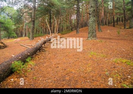 Pinienwald. Bustarviejo, Provinz Madrid, Spanien. Stockfoto