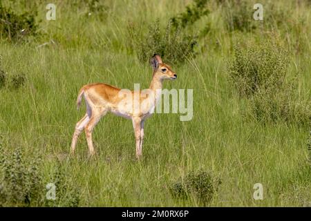 Junger bohor-Schilfrock, redunca redunca, im langen Gras- und Waldgebiet des Queen Elizabeth National Park, Uganda. Stockfoto