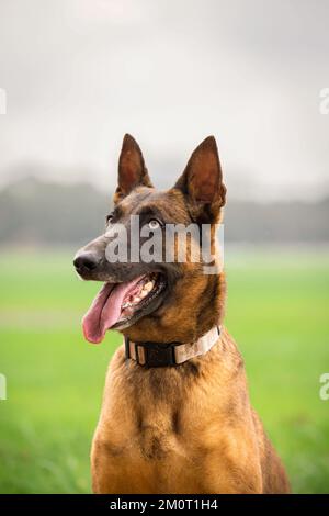 Ein malinois-Hund sitzt auf einem Feld Stockfoto