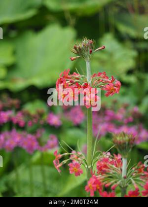 Nahaufnahme eines roten Primula bulleyana in den Gärten des RHS Garden Wisley im Frühsommer, mit violetten Primelen im Hintergrund Stockfoto