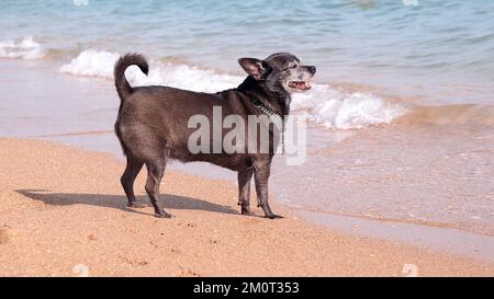 Fröhlicher chihuahua Hund lächelt am Ufer des Meerstrandes. Der Hund geht am Strand entlang und blickt aufs Meer. Urlaubs- und Urlaubskonzept mit Haustieren Stockfoto