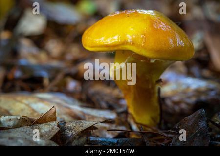 Frankreich, Somme (80), Cr?cy-en-Ponthieu, for?t de Cr?cy, Waldpilze im Herbst im Wald, Suillus grevillei, Boletus elegans Stockfoto