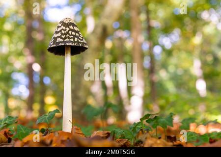 Frankreich, Somme (80), Crécy-en-Ponthieu, Forêt de Crécy, Waldpilze im Herbst im Wald, Coprinopsis picacea Stockfoto