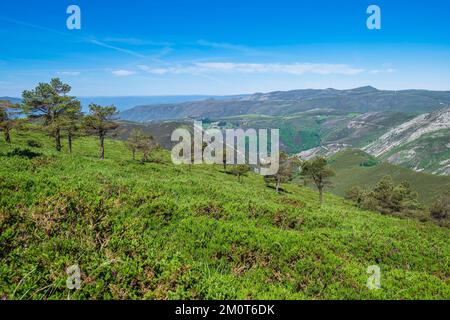 Spanien, Fürstentum Asturien, Gemeinde Allande, Landschaft auf dem Camino Primitivo, alternative Route durch Los Hospitales, spanische Pilgerroute nach Santiago de Compostela Stockfoto