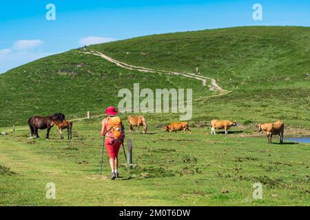 Spanien, Fürstentum Asturien, Gemeinde Allande, Wanderung auf dem Camino Primitivo, alternative Route durch Los Hospitales, spanische Pilgerroute nach Santiago de Compostela Stockfoto