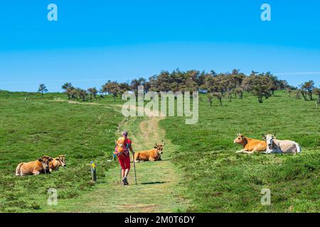Spanien, Fürstentum Asturien, Gemeinde Allande, Wanderung auf dem Camino Primitivo, alternative Route durch Los Hospitales, spanische Pilgerroute nach Santiago de Compostela Stockfoto
