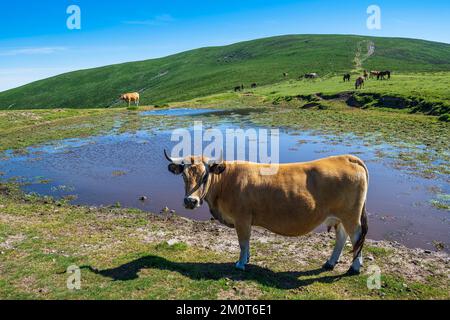 Spanien, Fürstentum Asturien, Gemeinde Allande, Landschaft auf dem Camino Primitivo, alternative Route durch Los Hospitales, spanische Pilgerroute nach Santiago de Compostela Stockfoto