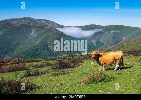 Spanien, Fürstentum Asturien, Gemeinde Allande, Landschaft auf dem Camino Primitivo, alternative Route durch Los Hospitales, spanische Pilgerroute nach Santiago de Compostela Stockfoto