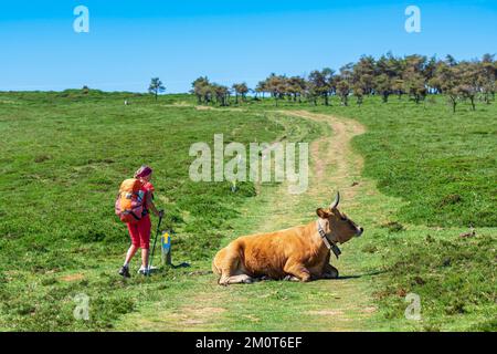 Spanien, Fürstentum Asturien, Gemeinde Allande, Wanderung auf dem Camino Primitivo, alternative Route durch Los Hospitales, spanische Pilgerroute nach Santiago de Compostela Stockfoto