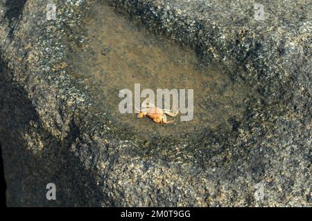 Eine Krabbe (Brachyura), die auf einem großen Felsen krabbelt Stockfoto