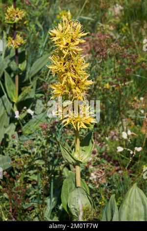 Frankreich, Cantal (15), Brezons, Grande gentiane jaune (Gentiana lutea)/Frankreich, Cantal, Brezons, Großgelb-Enzian (Gentiana lutea) Stockfoto