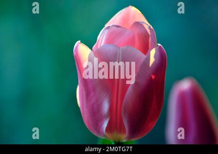 Blühende Tulpen im Frühjahr Stockfoto