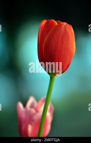 Blühende Tulpen im Frühjahr Stockfoto