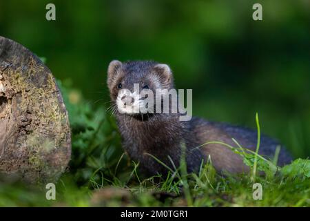 Frankreich, Ille et Vilaine, europäischer Polecat (Mustela putorius), in der Nähe eines Stumpfs Stockfoto