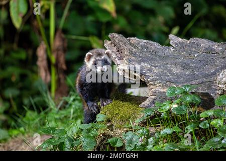Frankreich, Ille et Vilaine, europäischer Polecat (Mustela putorius), in der Nähe eines Stumpfs Stockfoto