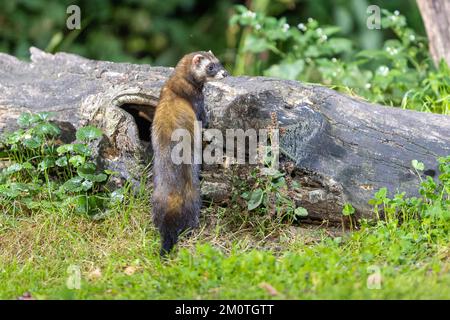 Frankreich, Ille et Vilaine, europäischer Polecat (Mustela putorius), in der Nähe eines Stumpfs Stockfoto