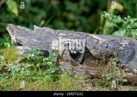 Frankreich, Ille et Vilaine, europäischer Polecat (Mustela putorius), in der Nähe eines Stumpfs Stockfoto