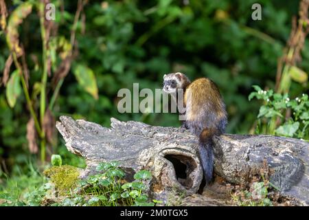 Frankreich, Ille et Vilaine, europäischer Polecat (Mustela putorius), in der Nähe eines Stumpfs Stockfoto
