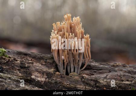 Ungenießbarer Pilz Artomyces pyxidatus im Hochwasserwald. Bekannt als Kronenkorallen oder Kronenkorallenpilz. Wilde Pilze wachsen auf dem Holz. Stockfoto