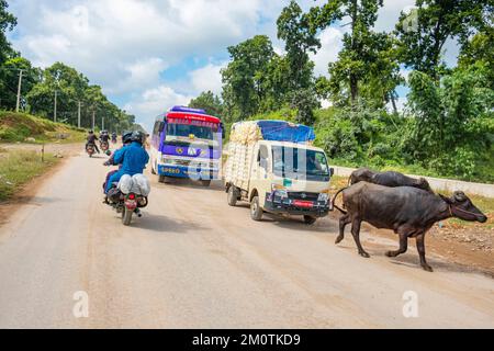 Nepal, Region Dumkauli, Verkehr auf der Hauptstraße, Kühe auf der Straße Stockfoto