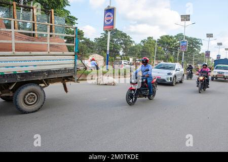 Nepal, Region Dumkauli, Verkehr auf der Hauptstraße, Kühe auf der Straße Stockfoto