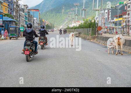 Nepal, Region Dumkauli, Verkehr auf der Hauptstraße, Kühe auf der Straße Stockfoto