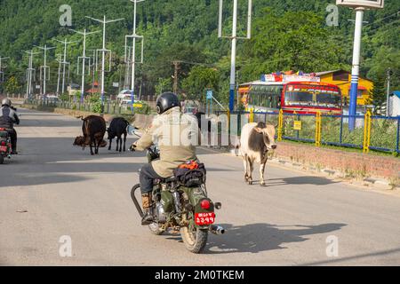 Nepal, Region Dumkauli, Verkehr auf der Hauptstraße, Kühe auf der Straße Stockfoto