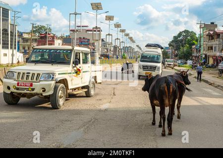 Nepal, Region Dumkauli, Verkehr auf der Hauptstraße, Kühe auf der Straße Stockfoto