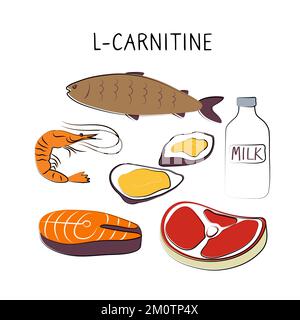 l carnitin lebensmittel L-Carnitin-haltige Lebensmittel. Gruppen von gesunden Lebensmitteln mit Vitaminen und Mineralstoffen. Set aus Obst, Gemüse, Fleisch, Fisch und Milchprodukten Stock-Vektorgrafik