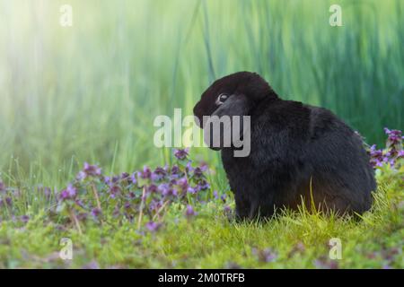 Schwarzes Kaninchen auf grünem Rasen Stockfoto