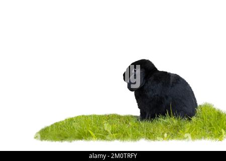Schwarzes Kaninchen auf grünem Rasen isoliert auf weißem Stockfoto
