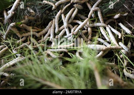 Der Seidenraupe ist die Larve oder Raupe des Hausmanns. Es ist ein wirtschaftlich wichtiges Insekt, da es ein Primärerzeuger von Seide ist. Stockfoto