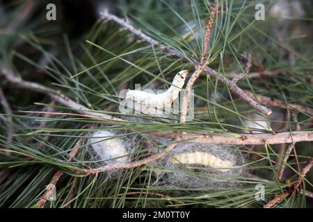 Der Seidenraupe ist die Larve oder Raupe des Hausmanns. Es ist ein wirtschaftlich wichtiges Insekt, da es ein Primärerzeuger von Seide ist. Stockfoto