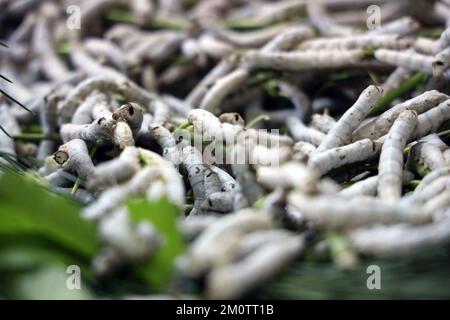 Der Seidenraupe ist die Larve oder Raupe des Hausmanns. Es ist ein wirtschaftlich wichtiges Insekt, da es ein Primärerzeuger von Seide ist. Stockfoto