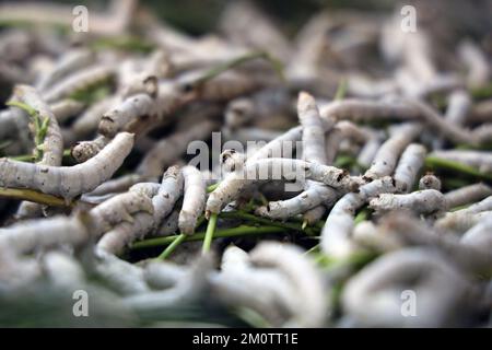 Der Seidenraupe ist die Larve oder Raupe des Hausmanns. Es ist ein wirtschaftlich wichtiges Insekt, da es ein Primärerzeuger von Seide ist. Stockfoto