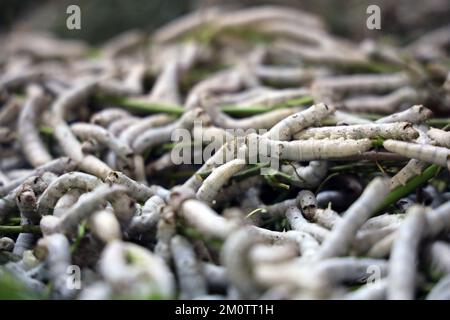 Der Seidenraupe ist die Larve oder Raupe des Hausmanns. Es ist ein wirtschaftlich wichtiges Insekt, da es ein Primärerzeuger von Seide ist. Stockfoto