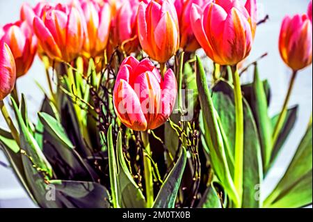 Bunte Tulpenbüschel; Bunter Tulpenstrauß Stockfoto