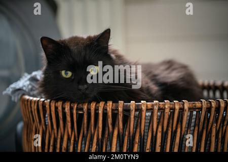 Schwarze Katze lag im Korb im Korb. Faules Haustier, das sich im Haus ausruht. Stockfoto