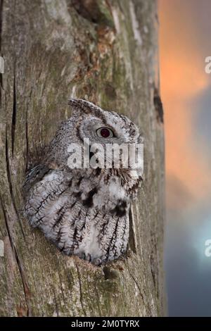 Östlicher Kreischkauz mit offenen Augen jagt von seinem Nest in einem Baum in Kanada Stockfoto