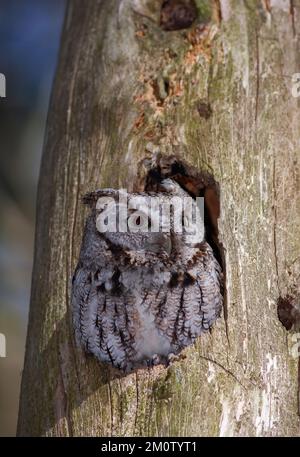 Östlicher Kreischkauz mit offenen Augen jagt von seinem Nest in einem Baum in Kanada Stockfoto