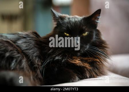Schwarze Katze, die sich auf dem Sofa im Wohnzimmer hingelegt hat. Faules Haustier, das sich im Haus ausruht. Stockfoto