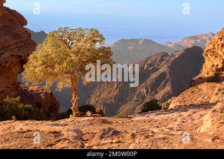 Sandsteinschlucht, Baum- und Felsformationen in Petra, Jordanien, UNESCO-Weltkulturerbe Stockfoto